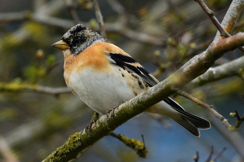 Brambling