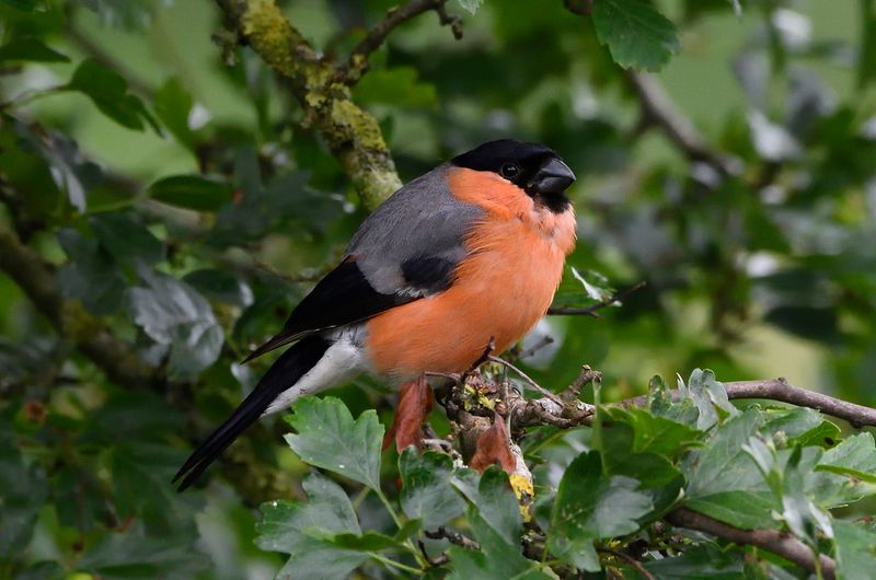 Finch - Bull