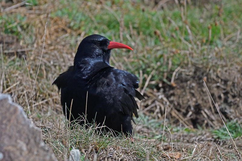 Chough