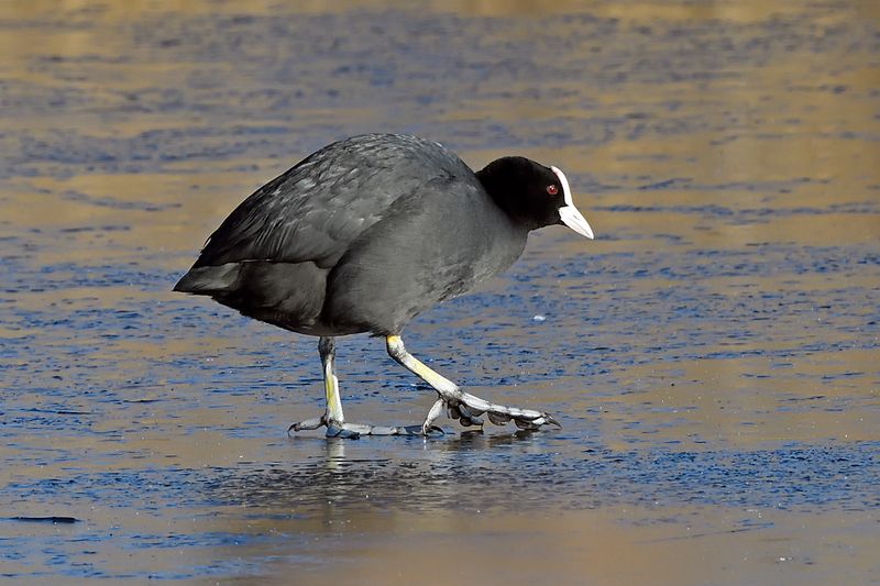 Coot