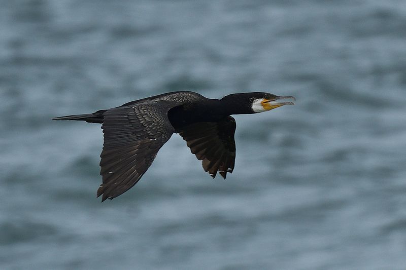 Cormorant