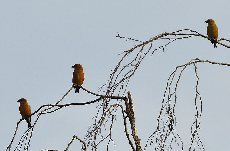 Crossbills