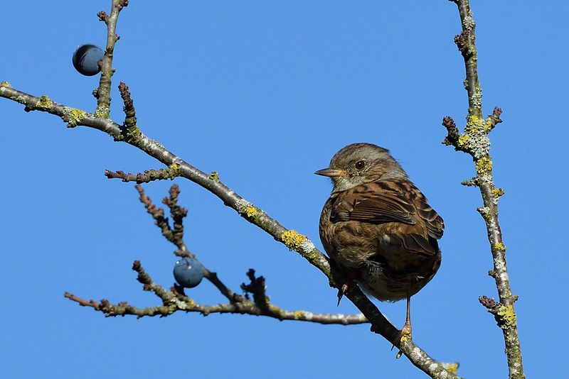 Dunnock