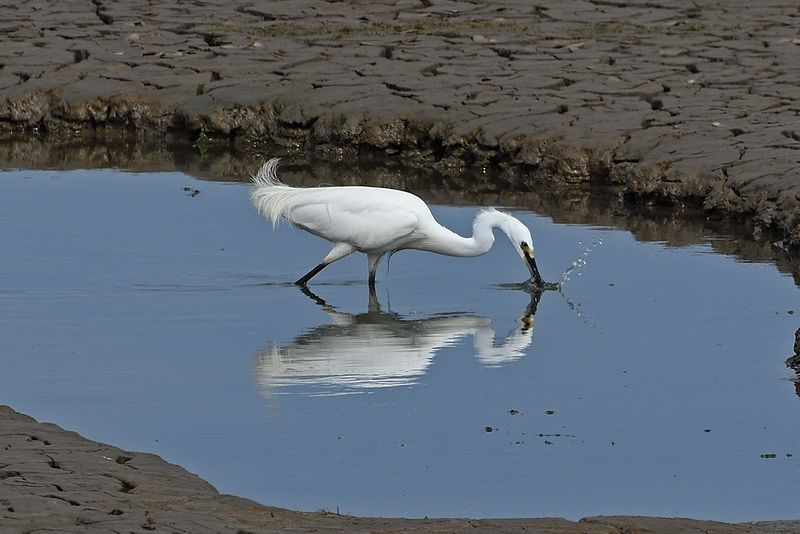 Egret - Great