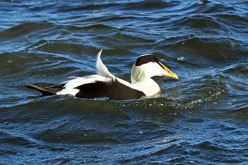 Eider