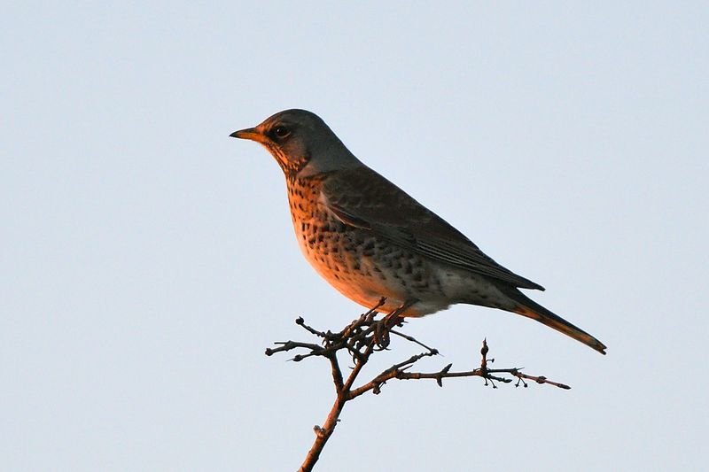 Fieldfare