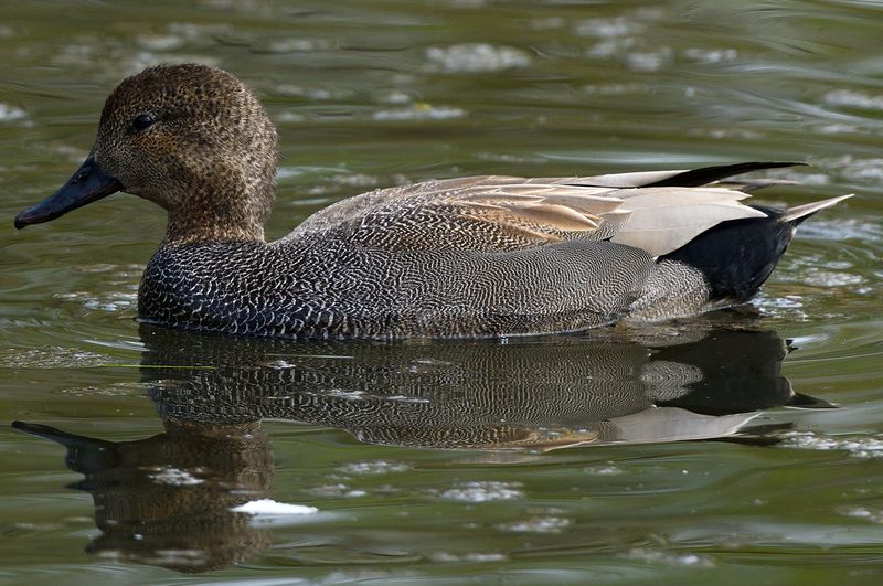 Gadwall