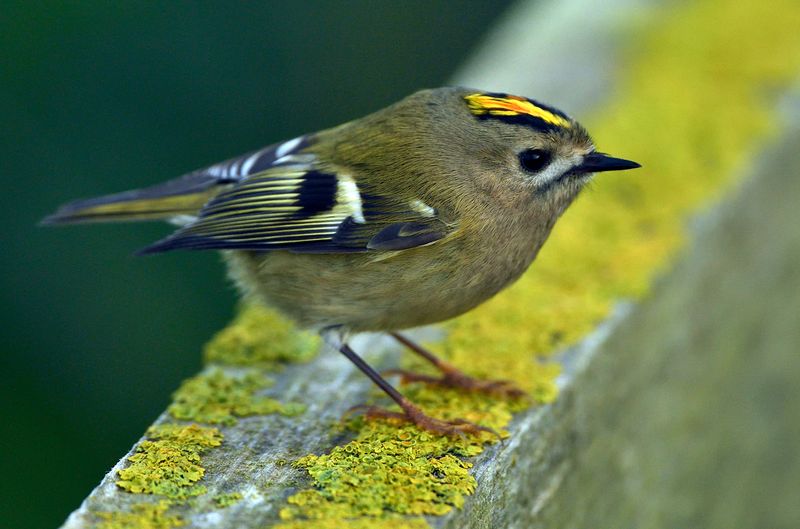 Goldcrest