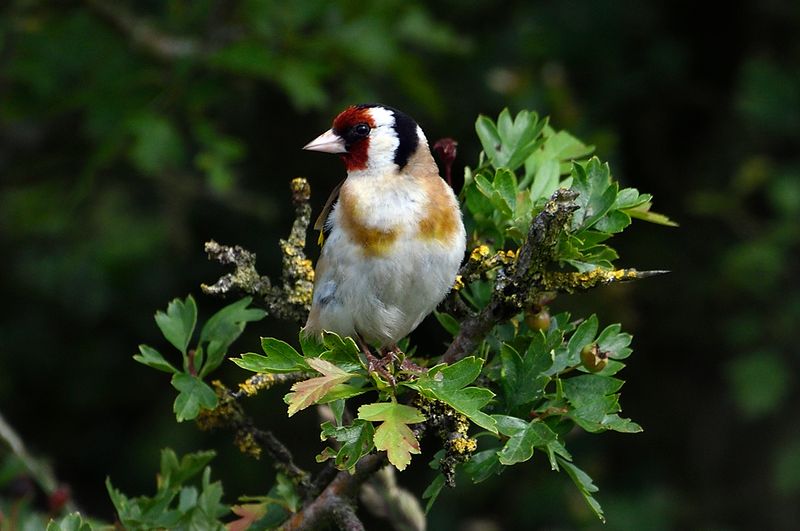 Finch - Gold