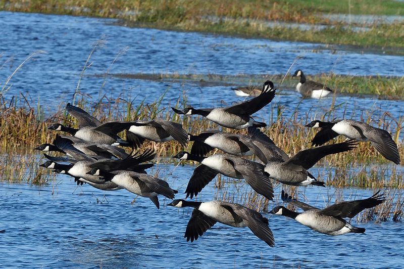 Goose - Canada