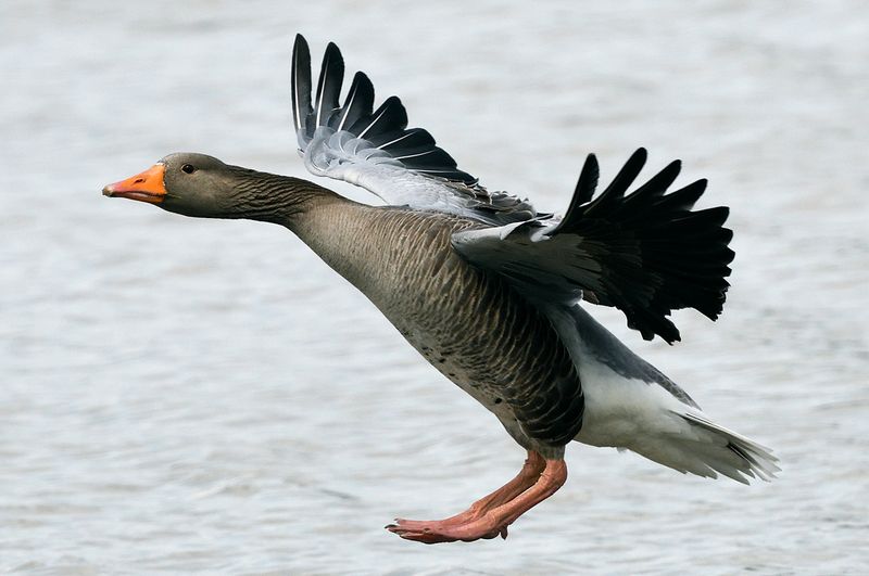 Goose - Greylag