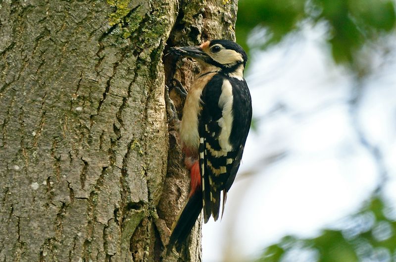 Woodpecker - Greater Spotted