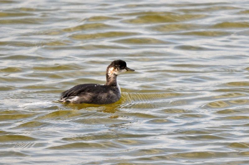 Grebe - Black Headed