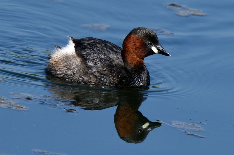 Grebe - Little