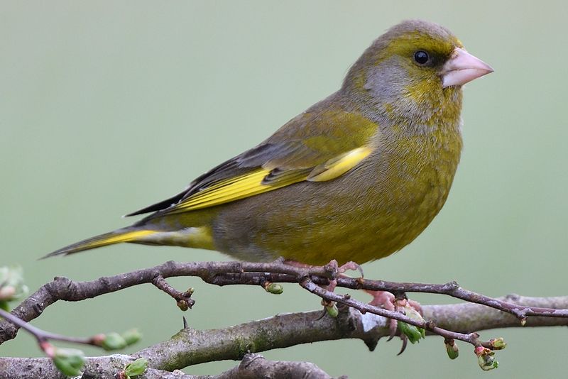 Finch - Green