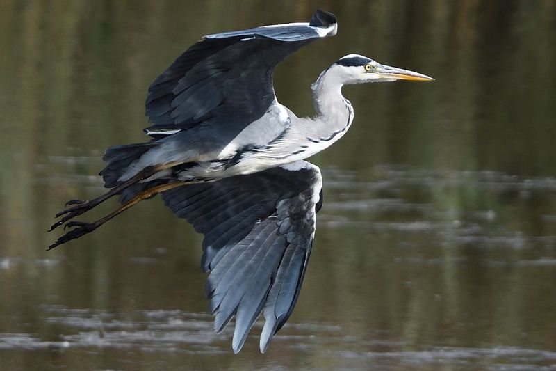 Heron - Grey