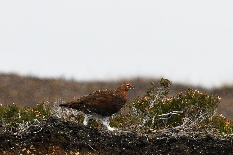 Grouse