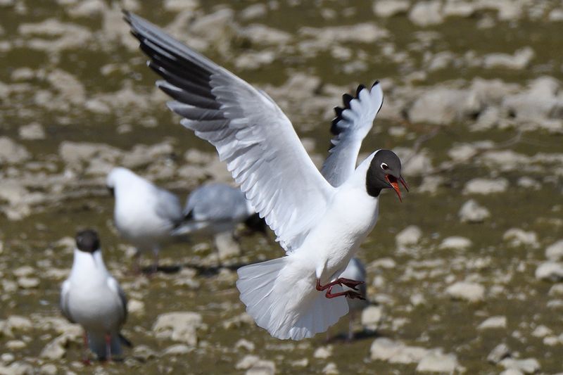 Gull - Black Headed