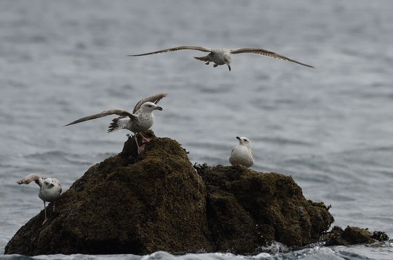 Gull - Herring