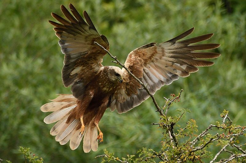 Harrier - Marsh