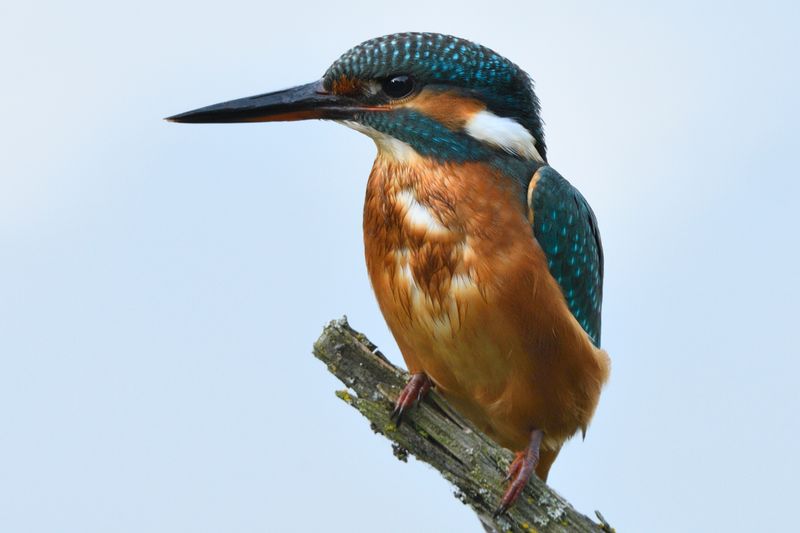 Kingfisher