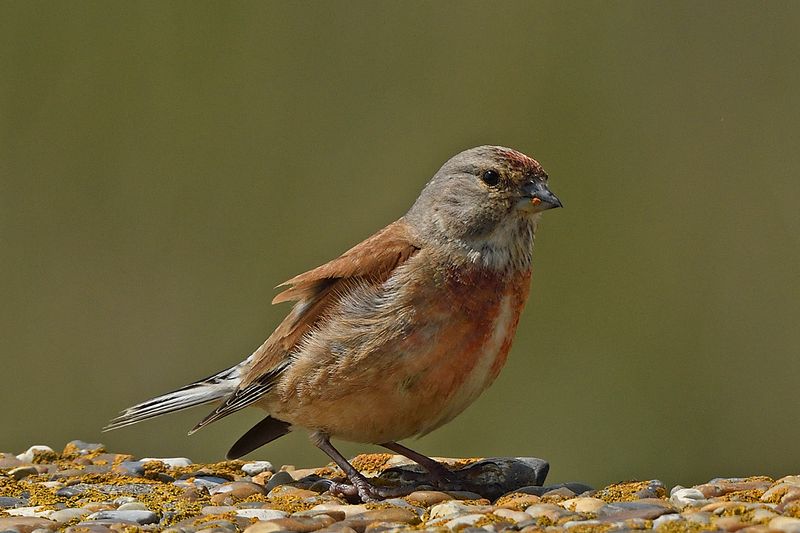 Linnet