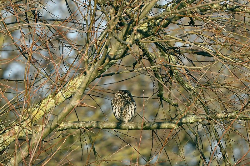 Owl - Little