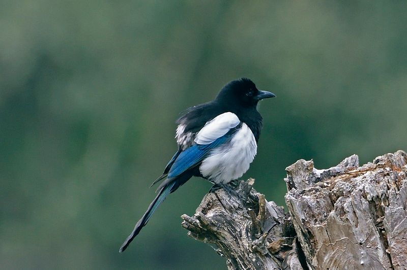 Magpie