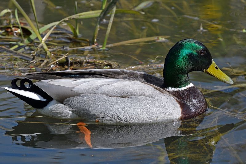 Mallard