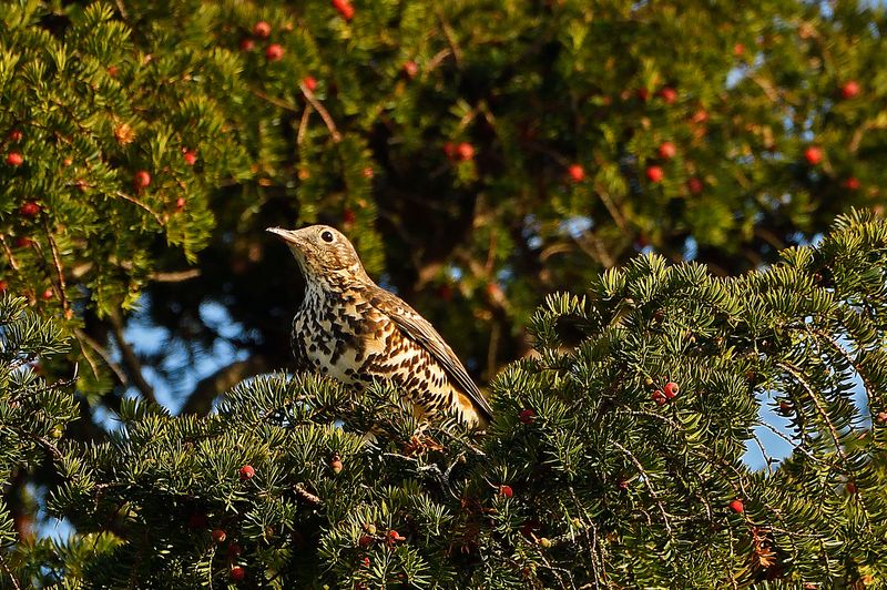 Thrush - Mistle
