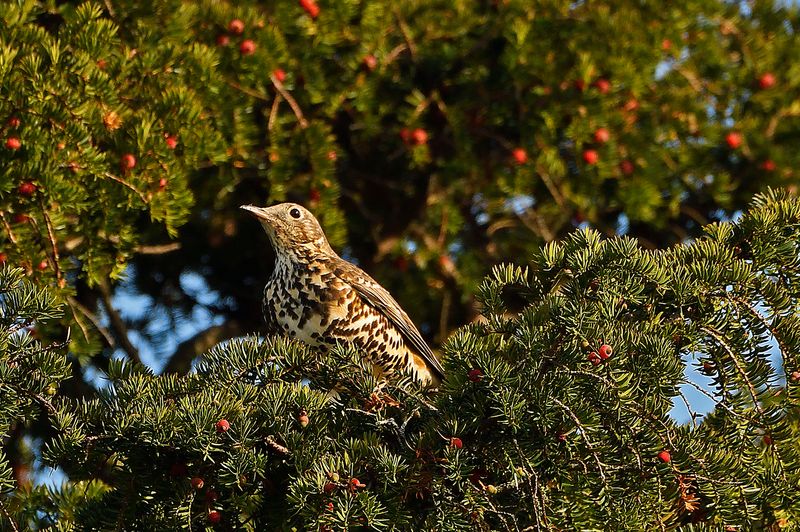 Mistle Thrush