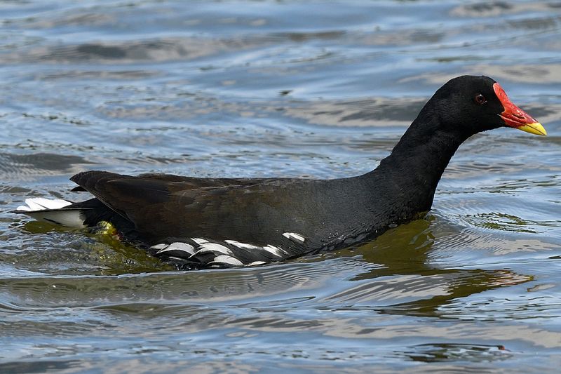 Moorhen