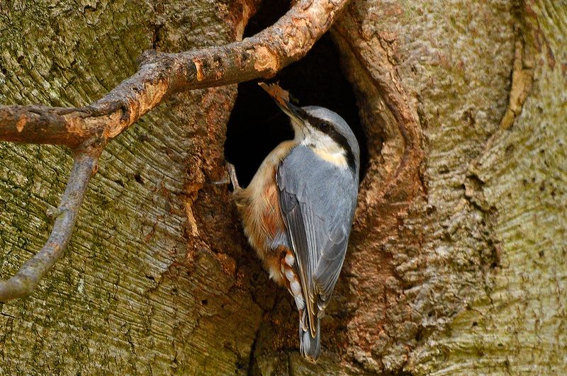 Nuthatch