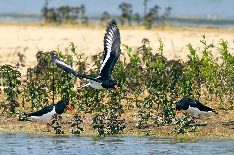 Oystercatcher