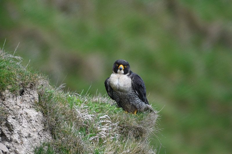 Peregrine Falcon