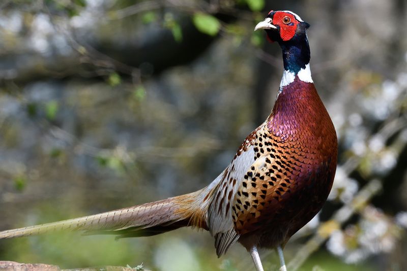 Pheasant