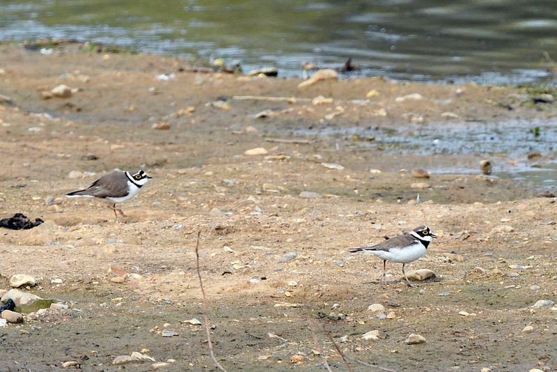 Plover - Little Ringed