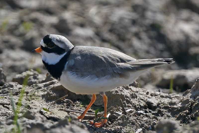 Plover - Ringed