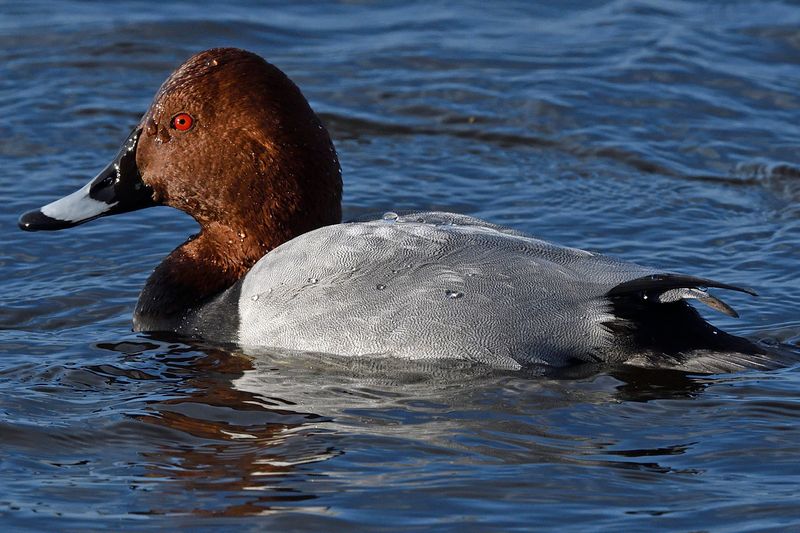 Pochard