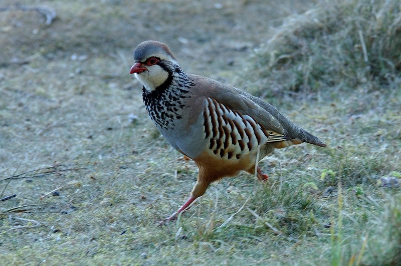 Red Legged Partridge