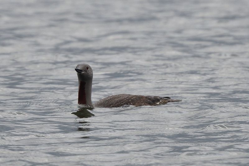 Diver - Red Throated