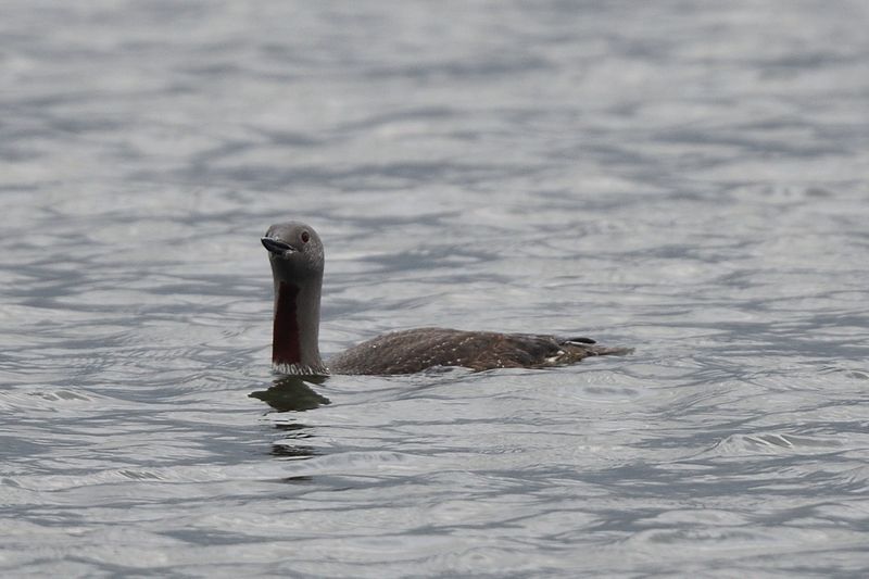 Red Throated Diver