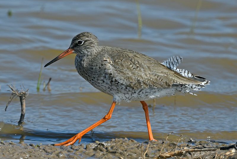 Redshank