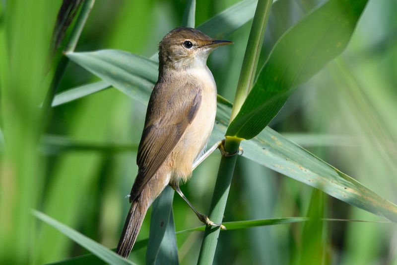 Warbler - Reed