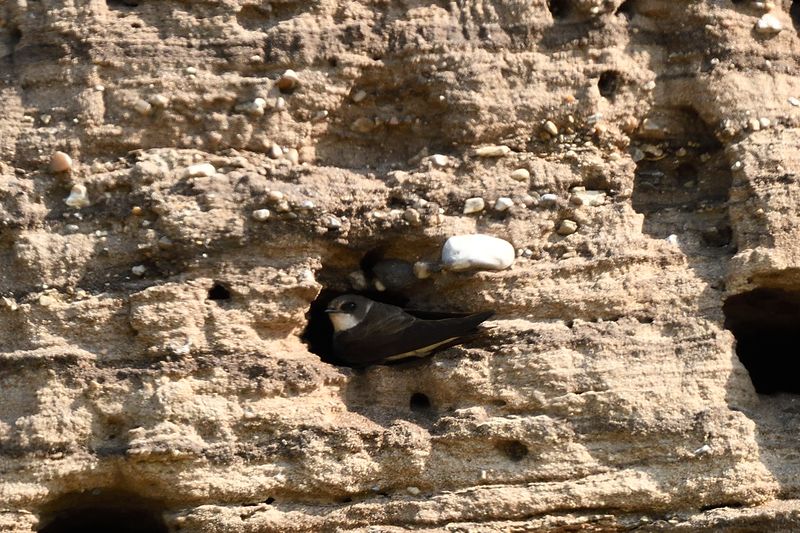 Sand Martin