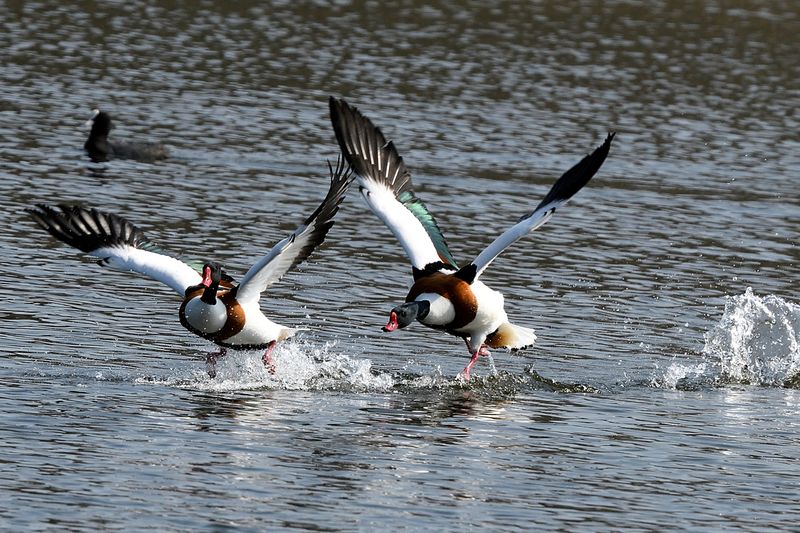 Shelduck