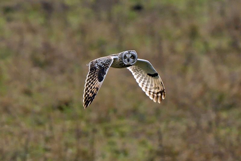 Short Eared Owl