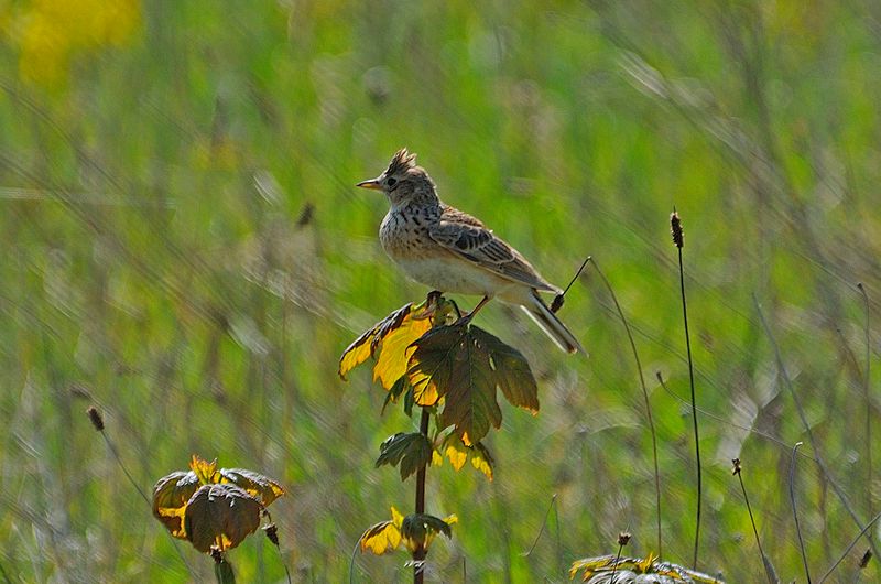 Lark - Skylark