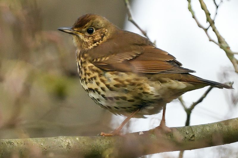 Thrush - Song