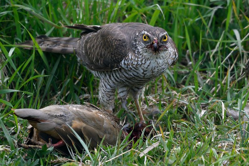 Sparrowhawk